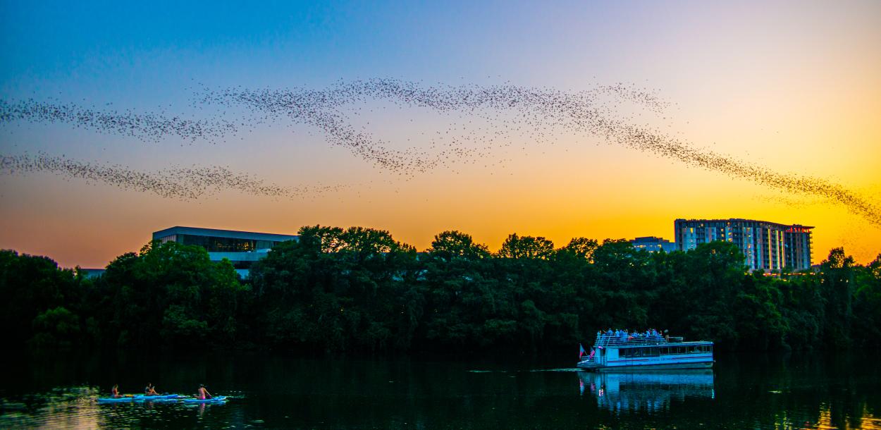 Image of Lady Bird Lake at sunset with a cloud of bats flying across the sky with a tour boat floating on the water below.