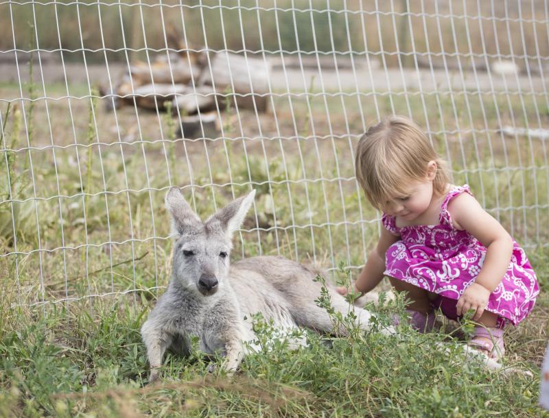 Kangaroo and child