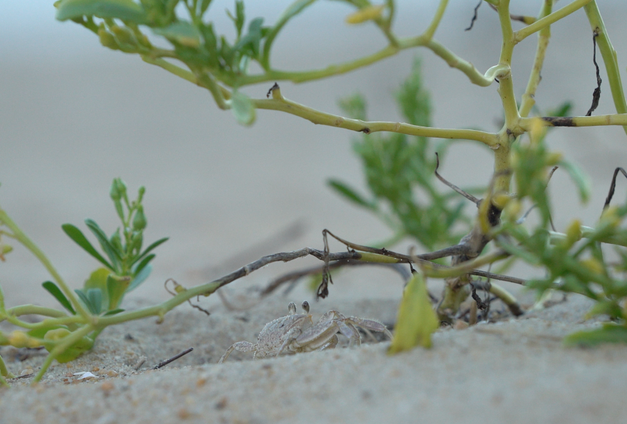 ghost crab