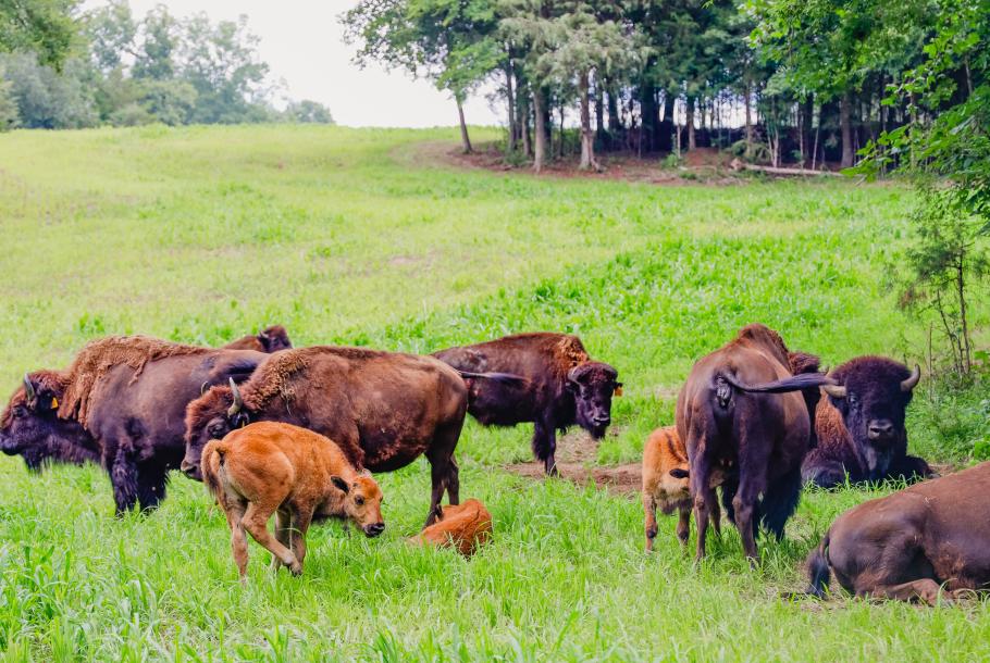 Tatanka Bison Ranch