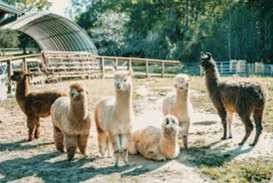 Crandall Bowles Children's Farm