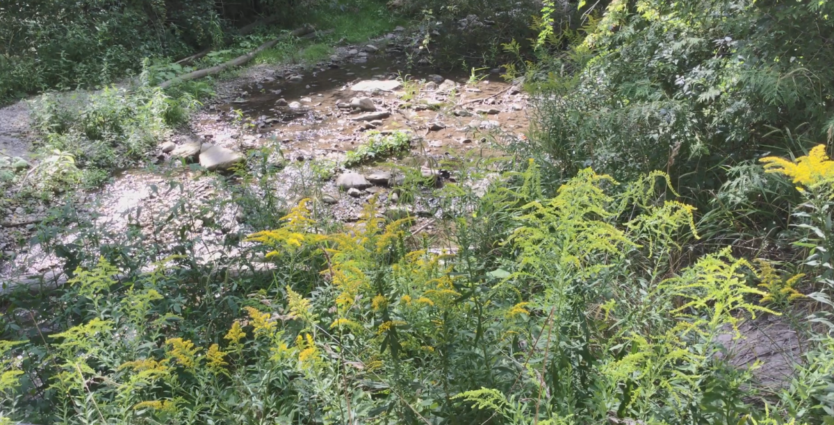 Thomas Ingersoll Trail Nature Park