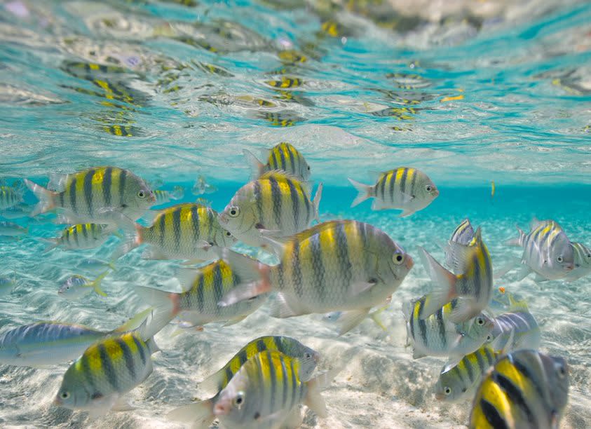 cayo arena (boceo)