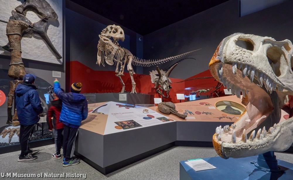 inside dino exhibit at museum of natural history