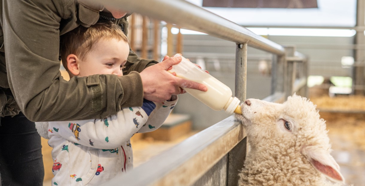 Cotswold Farm Park lambing