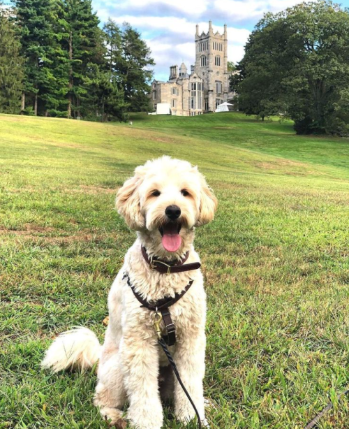 Dog Lyndhurst