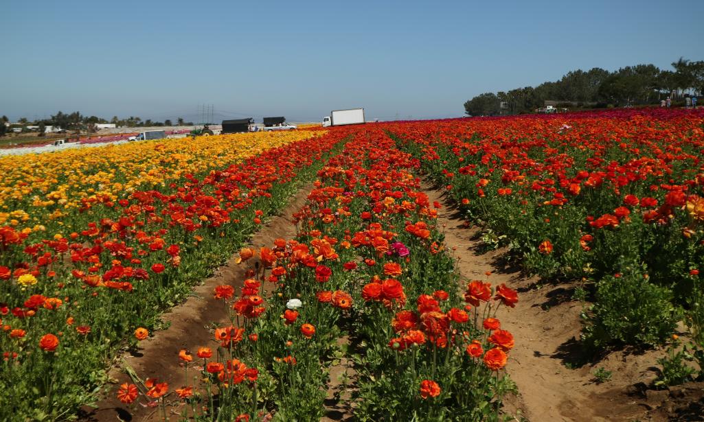 The Flower Fields At Carlsbad Ranch