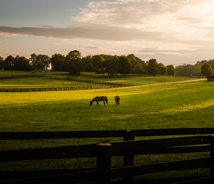 Horse Farm