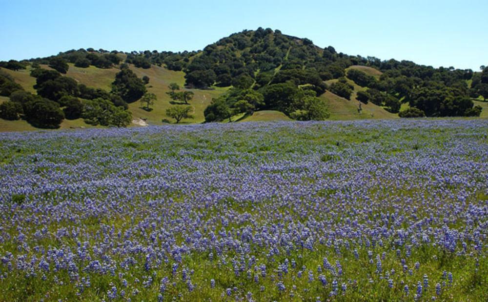 Toro Park, Salinas