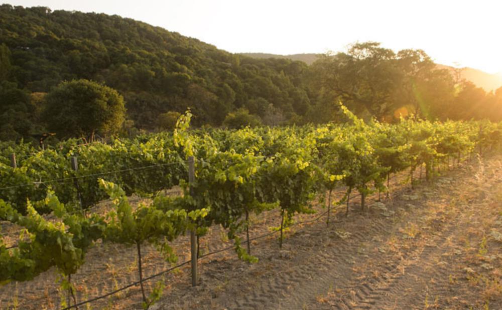 Salinas Valley Vineyard