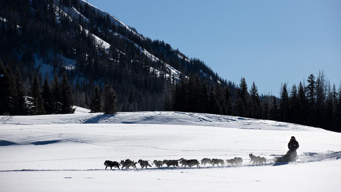 Dogsledding