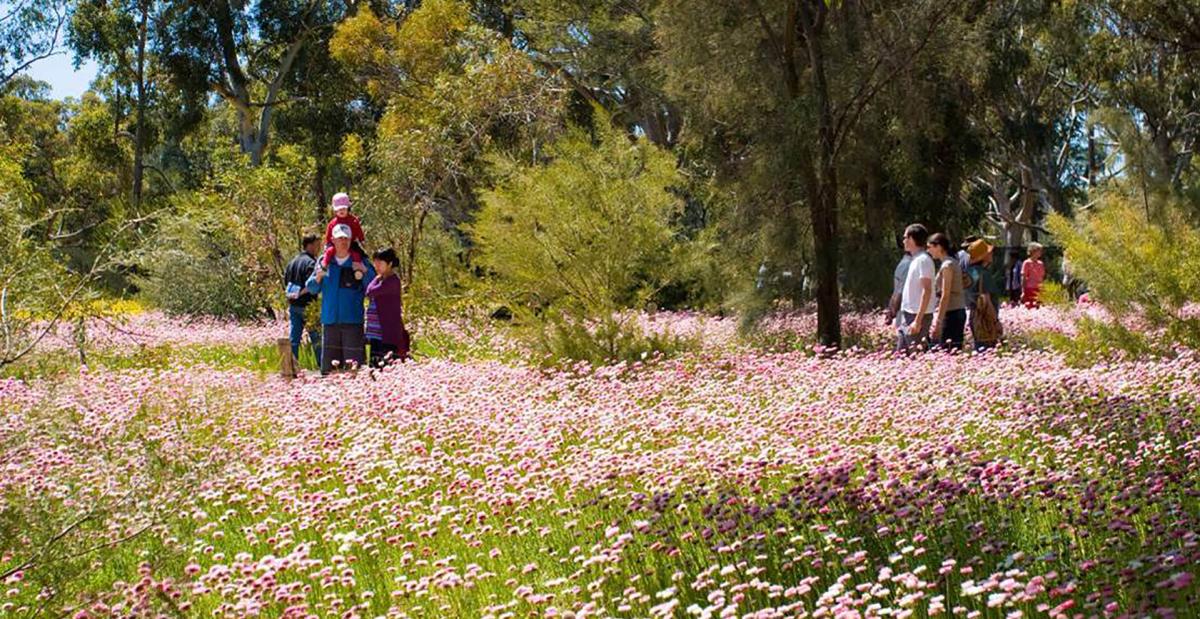 Kings Park  |  Perth City