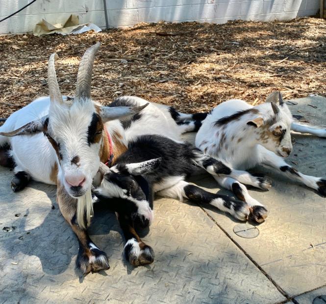 Goats lounging at Wild Kid Acres