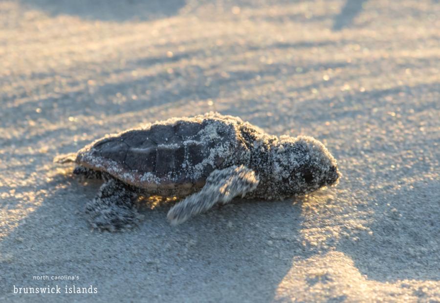 A newly-hatched baby sea turtle scurries towards the beach to begin a life in the open ocean