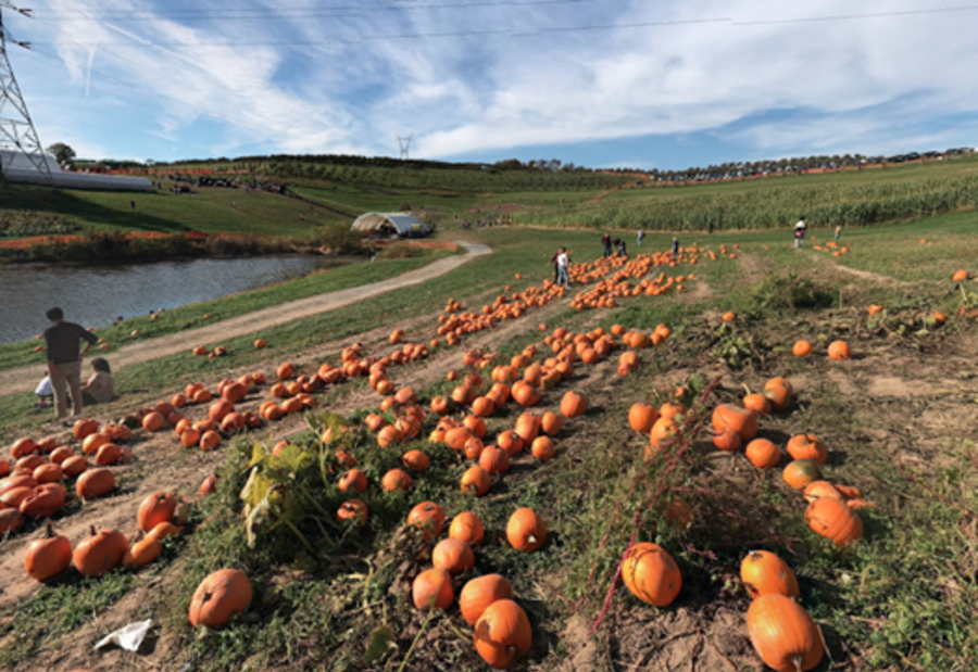 Simmons Farm Pumpkin Patch