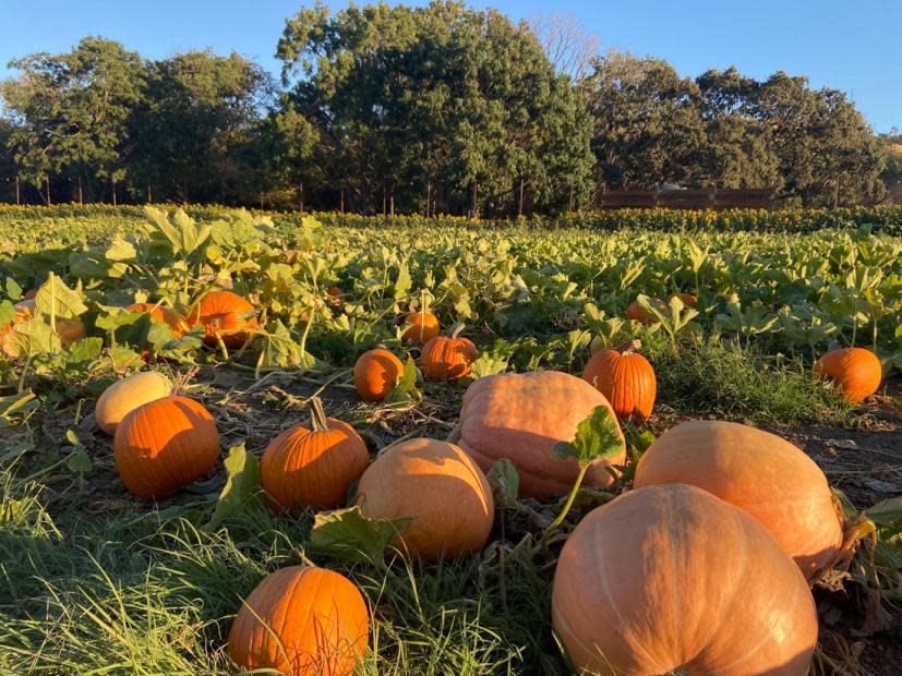 a sunset over a pumpkin patch