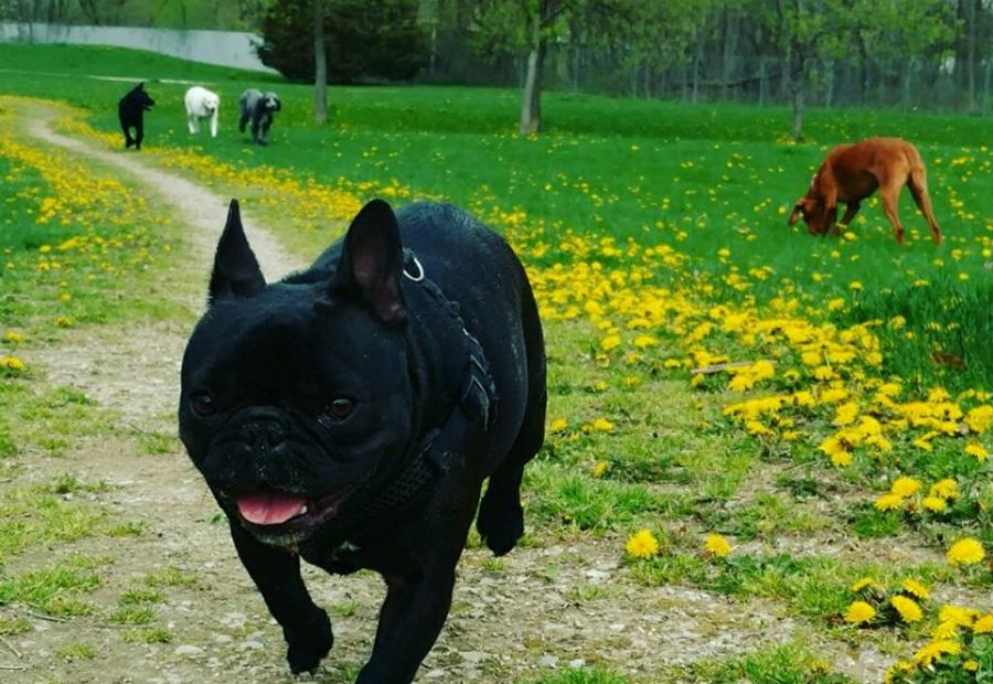 Fact: Memberships are required to take your dog to Shaggy Pines Dog Park.