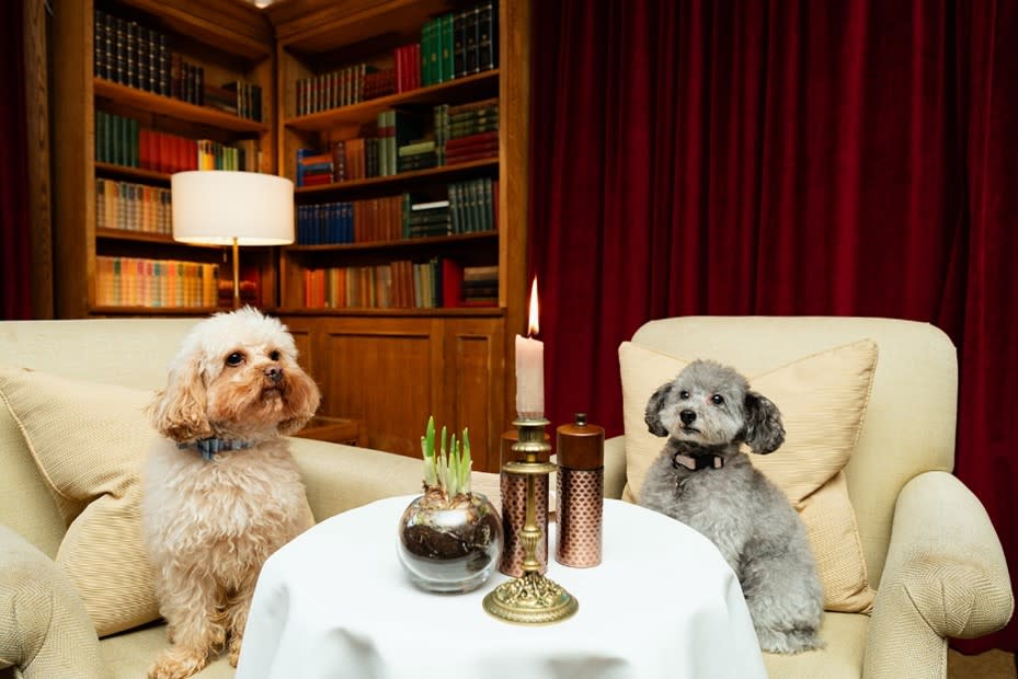 Montagu Arms - Dogs at dinner table