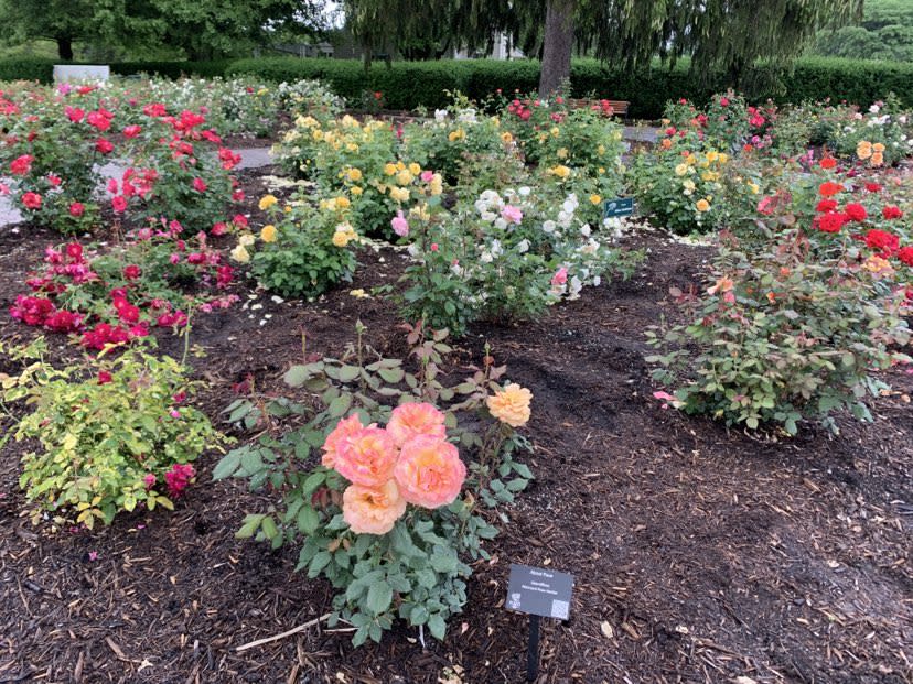 Richmond Rose Garden
