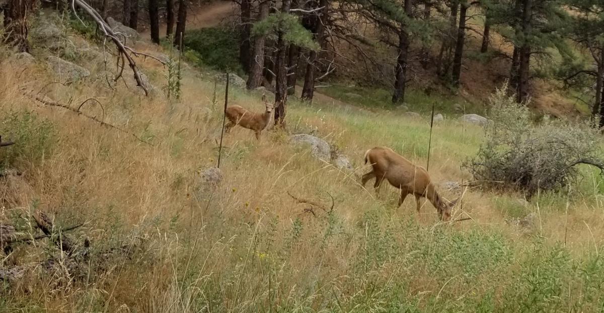 Deer on Lions Lair Trail
