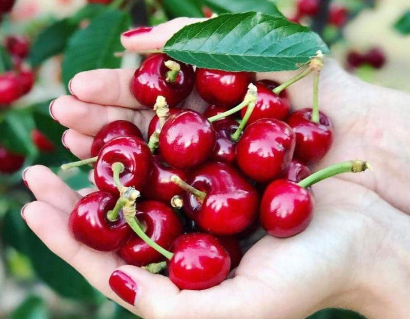 Carmel Cherry Farm
