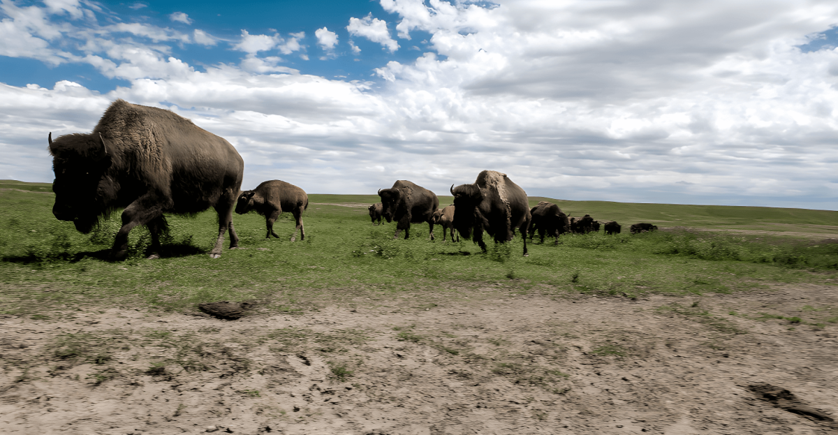 A herd of bison roaming the open plains with a dominant bison in the foreground in Cheyenne, Wyoming.