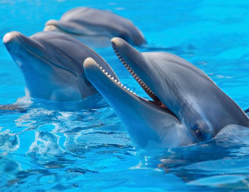dolphins-in-the-water.jpg