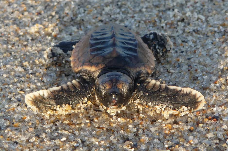 Baby Sea Turtle