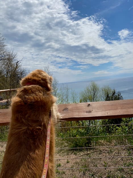 Golden Retriever, Cookie, Takes in the View