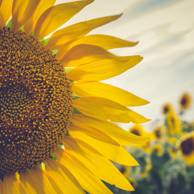 Sunflowers in Manhattan