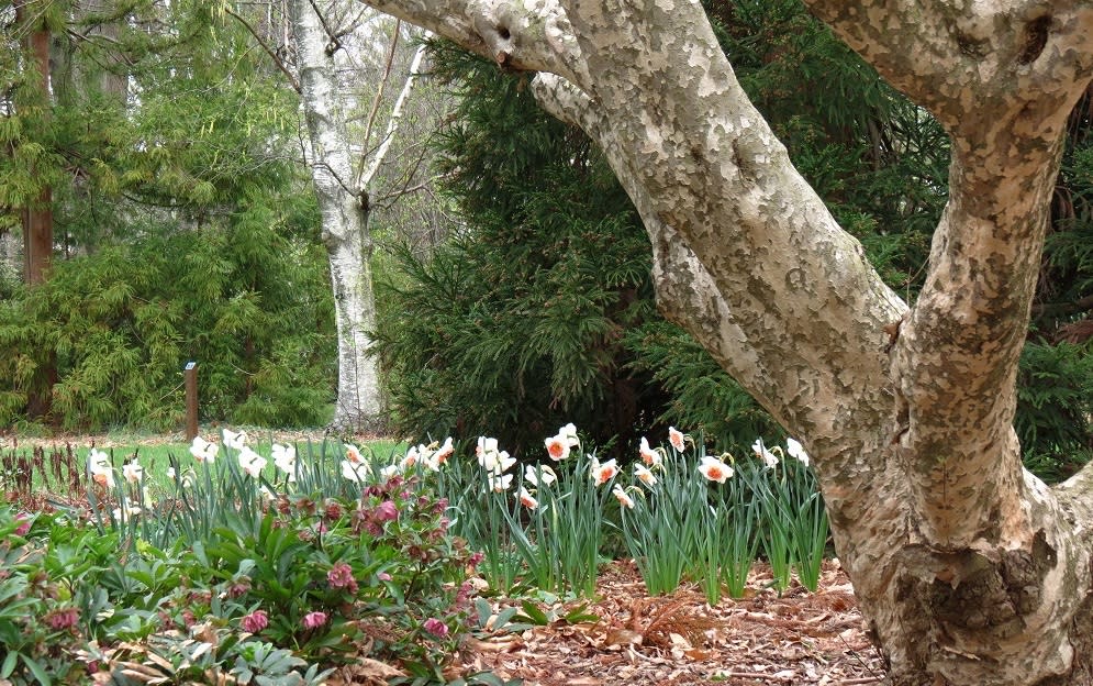 The Barnes Arboretum