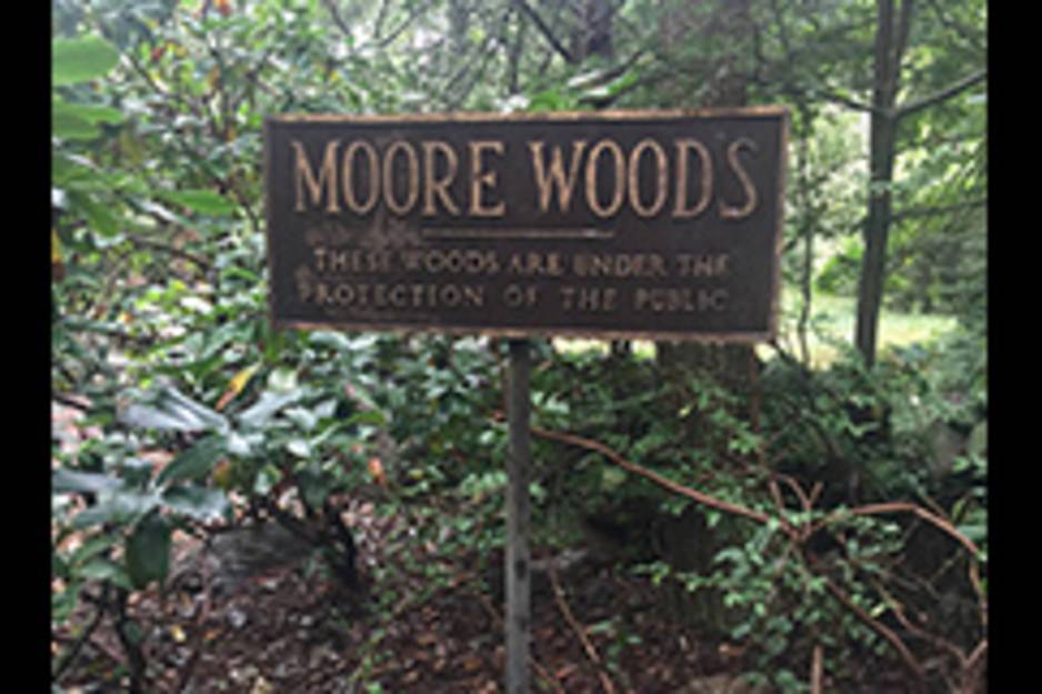 moore woods.jpg