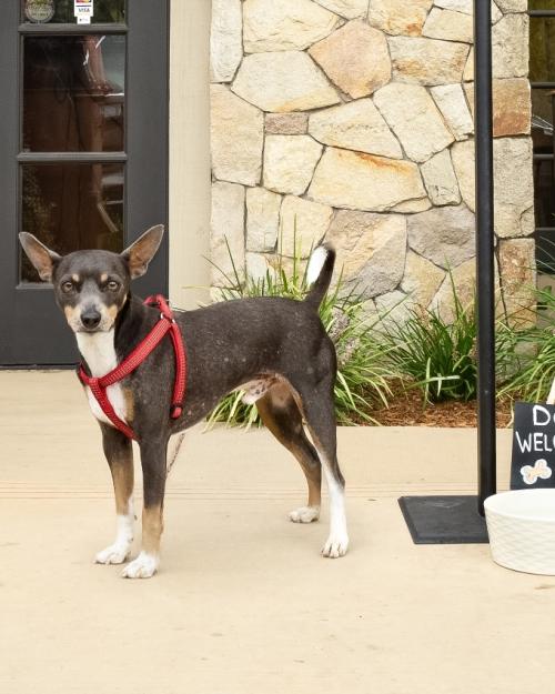 Pet Friendly