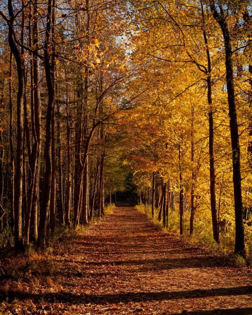 Anne Springs Greenway Fall