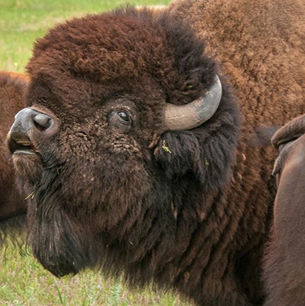 American Bison Baseball Kit