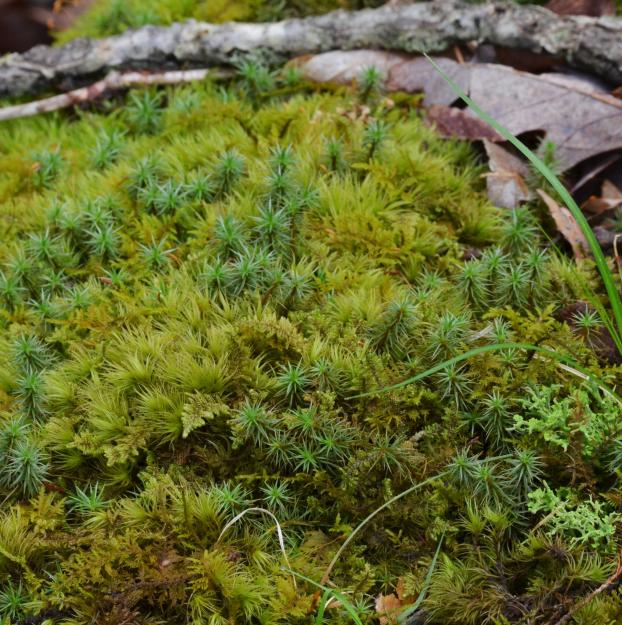 Carpet moss, Description & Facts