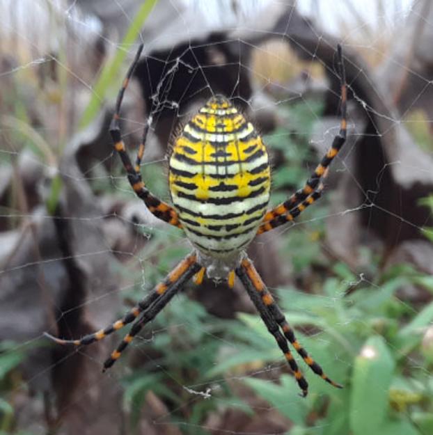 Why Spiders Decorate Their Webs