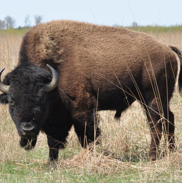 American Bison Baseball Kit