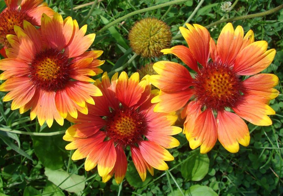 flower blog