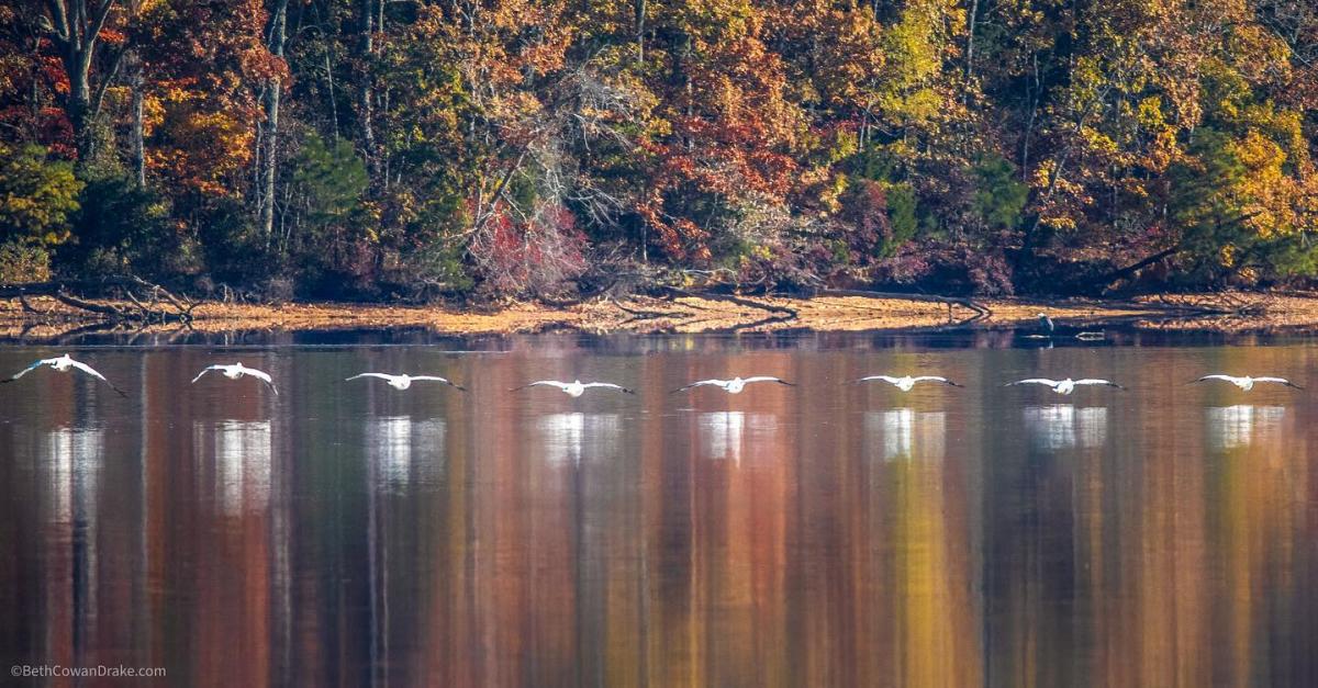 Pelicans flying across the water at Joe Wheeler State Park