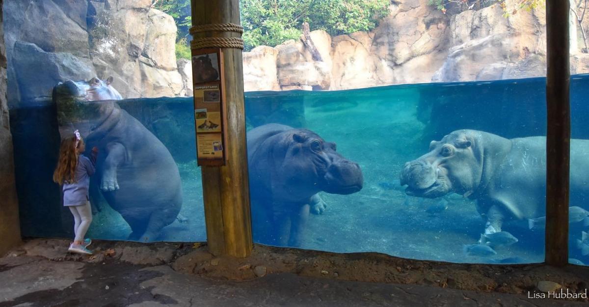 Three hippos in their water enclosure behind glass with a little girl touching the glass near a hippo's face