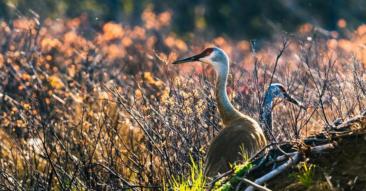 Sandhill cranes rest in grass