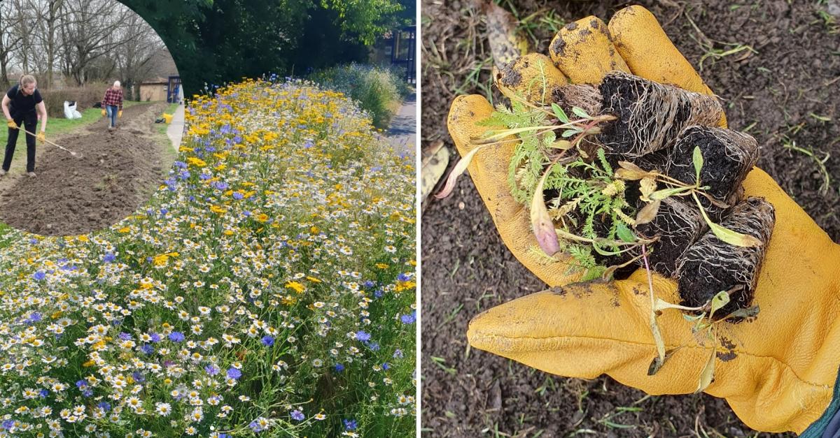 A composite of two photographs showing of wildflower planting