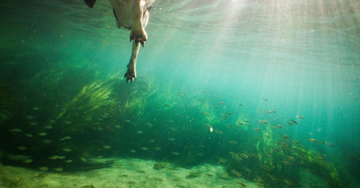 Underwater view of dog's feet paddling with fish in background