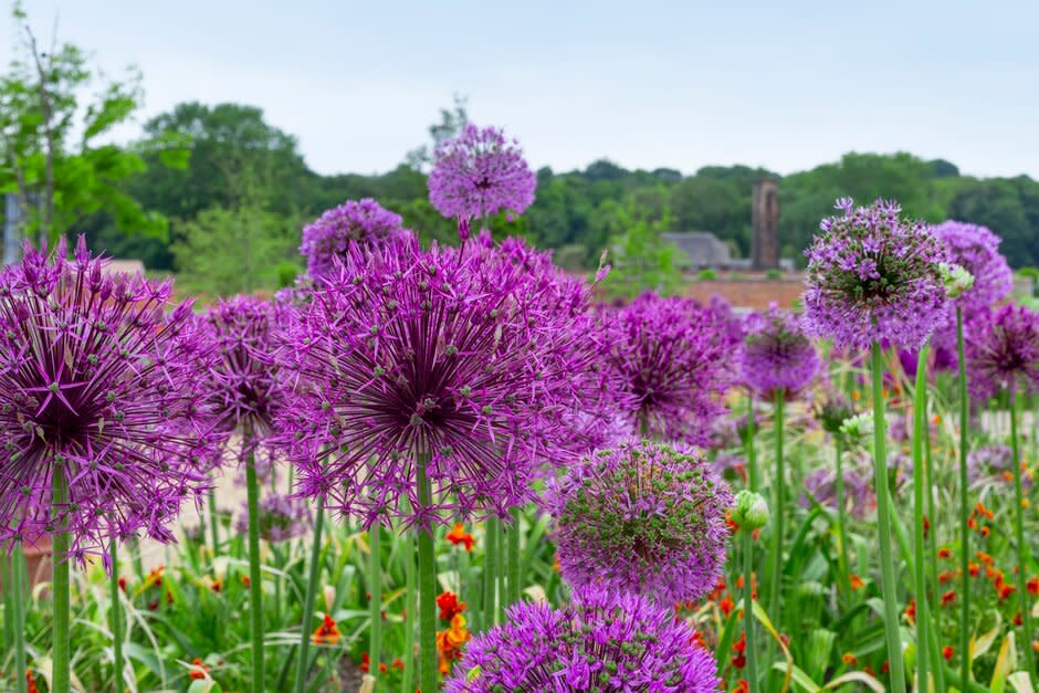 Purple flowers in a wellbeing garden