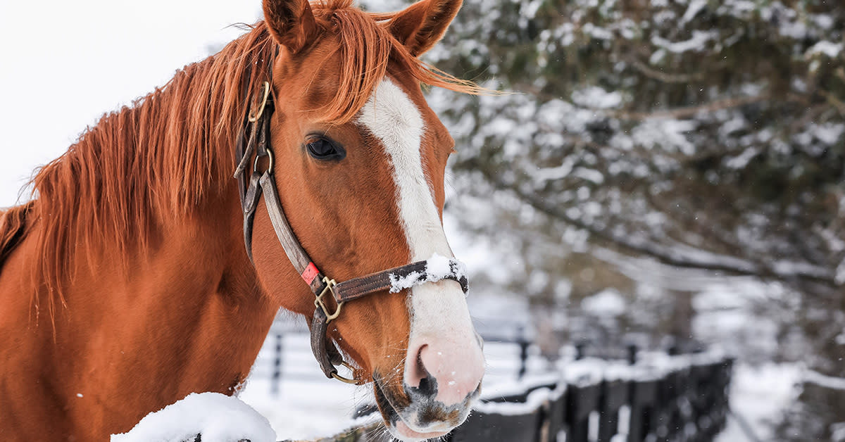 Horse Country Winter Image