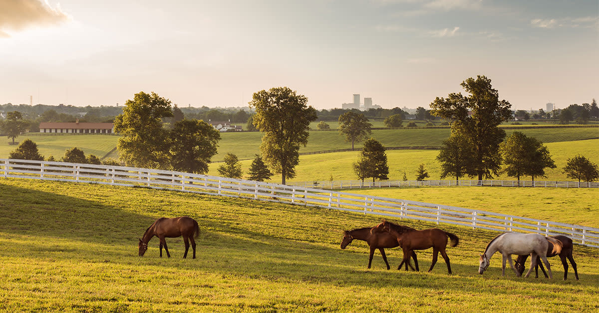 Horses grazing at Darby Dan Horse Farm