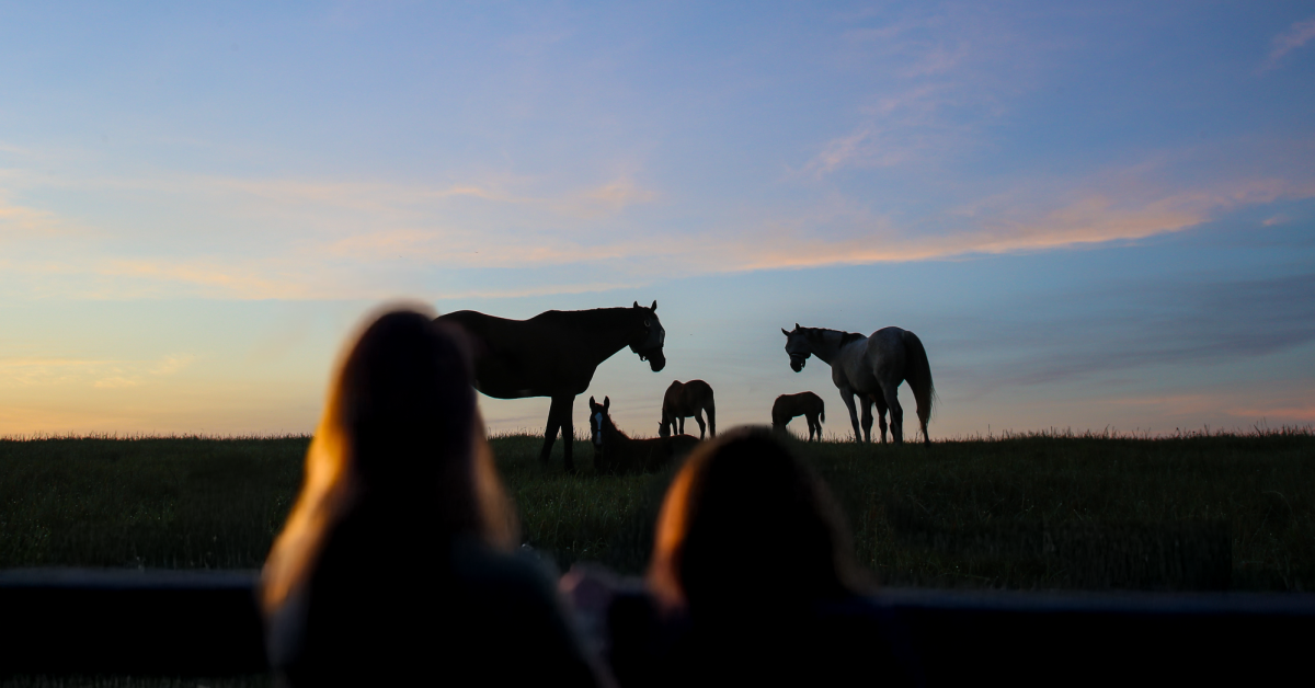 Horse Header Photo