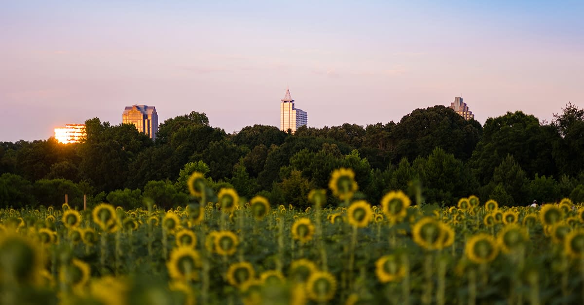 Dorothea Dix Park Sunflowers