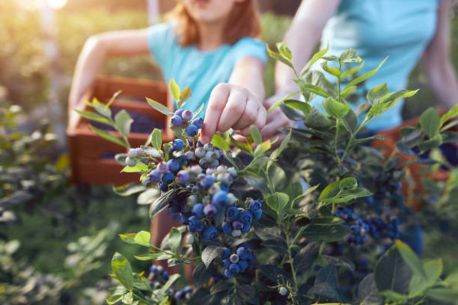 Girl picking strawberries